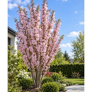 Okrasná čerešňa (Prunus serrulata) ´AMANOGAWA´ - výška 170-200 cm, kont. C45L - VIACKMENNÁ